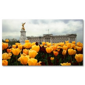Αφίσα (Buckingham Palace, Λονδίνο, big ben, αξιοθέατα, αρχιτεκτονική, λουλούδια, colourful, κίτρινος)
